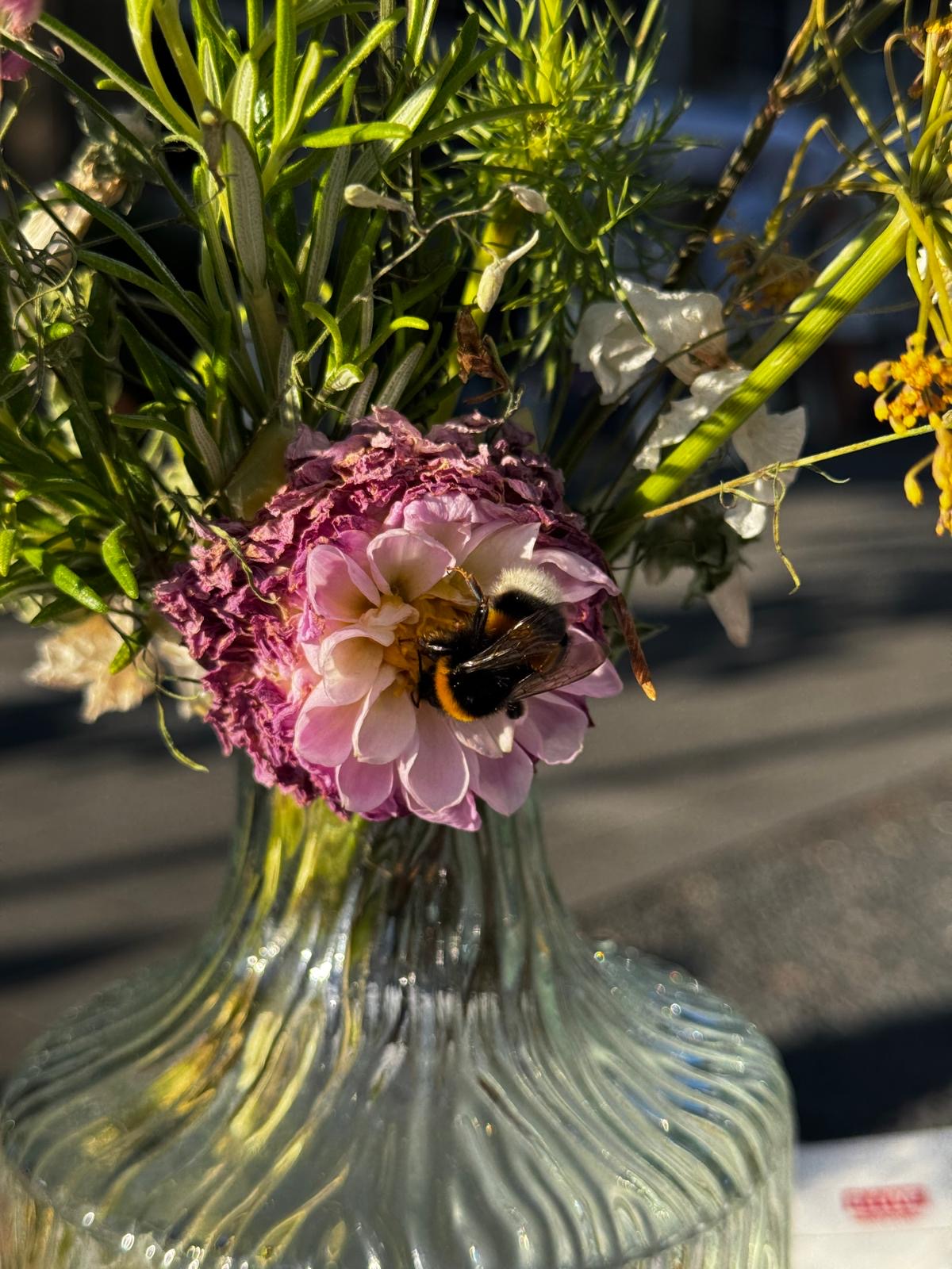 Eventfoto Italienische Abende · Rheinterrasse